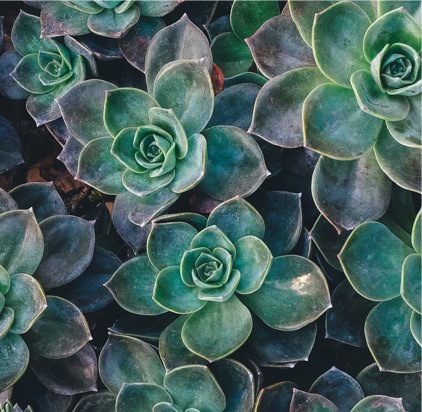 Succulents